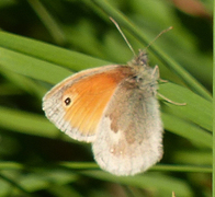 Engringvinge (Coenonympha pamphilus)