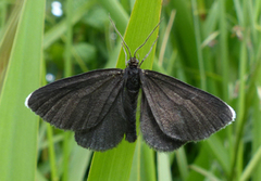 Chimney Sweeper (Odezia atrata)