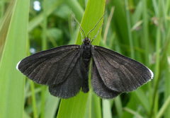 Sotmåler (Odezia atrata)