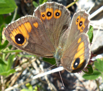 Klipperingvinge (Lasiommata maera)