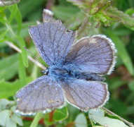 Mazarine Blue (Cyaniris semiargus)