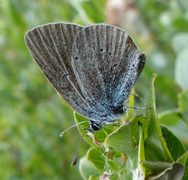 Mazarine Blue (Cyaniris semiargus)