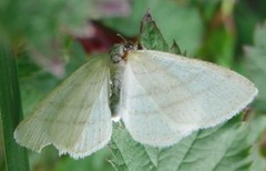Common White Wave (Cabera pusaria)