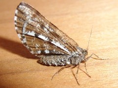 Bordered White (Bupalus piniaria)