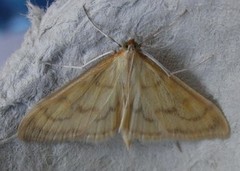 Translucent Pearl (Paratalanta hyalinalis)