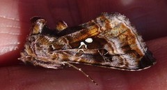 Beautiful Golden Y (Autographa pulchrina)
