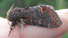 Iron Prominent (Notodonta dromedarius)