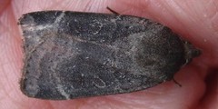 Lesser Yellow Underwing (Noctua comes)