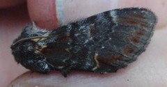 Iron Prominent (Notodonta dromedarius)