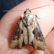 Double Lobed (Lateroligia ophiogramma)