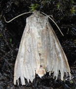 Halmgult gressfly (Mythimna pallens)