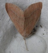 Barred Red (Hylaea fasciaria)