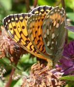 Dark Green Fritillary (Argynnis aglaja)