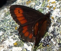 Arran Brown (Erebia ligea)