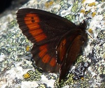 Fløyelsringvinge (Erebia ligea)