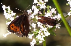 Arran Brown (Erebia ligea)