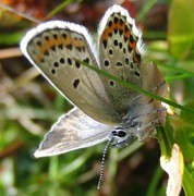 Idas blue (Plebejus idas)