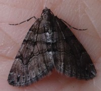 Chestnut-coloured Carpet (Thera cognata)