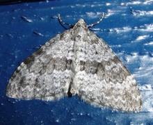 Grå bergmåler (Entephria caesiata)