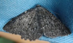 The Annulet (Charissa obscurata)