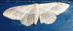 Vinkelengmåler (Idaea aversata)