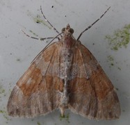 Grey Pine Carpet (Thera obeliscata)