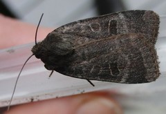 Lesser Yellow Underwing (Noctua comes)