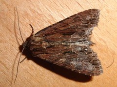 Stort engfly (Apamea monoglypha)