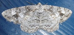 Mottled Beauty (Alcis repandata)