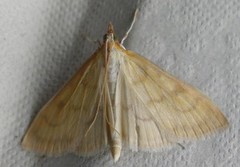 Translucent Pearl (Paratalanta hyalinalis)