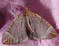 The Chevron (Eulithis testata)