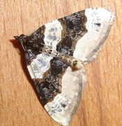 Purple Bar (Cosmorhoe ocellata)