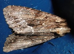 Stort engfly (Apamea monoglypha)