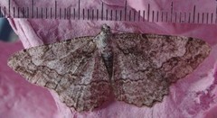 Mottled Beauty (Alcis repandata)