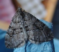 Chestnut-coloured Carpet (Thera cognata)