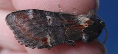 Iron Prominent (Notodonta dromedarius)