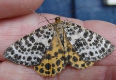 Spotted Beauty (Arichanna melanaria)