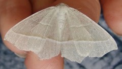 Light Emerald (Campaea margaritaria)
