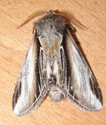 Swallow Prominent (Pheosia tremula)
