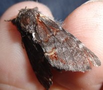 Iron Prominent (Notodonta dromedarius)