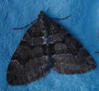 Chestnut-coloured Carpet (Thera cognata)