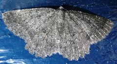 The Annulet (Charissa obscurata)