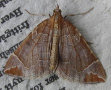 The Chevron (Eulithis testata)