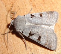Autumnal Rustic (Eugnorisma glareosa)
