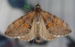 Grey Pine Carpet (Thera obeliscata)