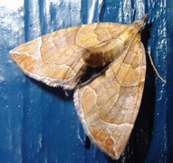 The Chevron (Eulithis testata)