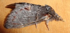 Iron Prominent (Notodonta dromedarius)