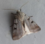 Autumnal Rustic (Eugnorisma glareosa)