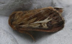 Antler Moth (Cerapteryx graminis)