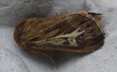 Gressmarkfly (Cerapteryx graminis)